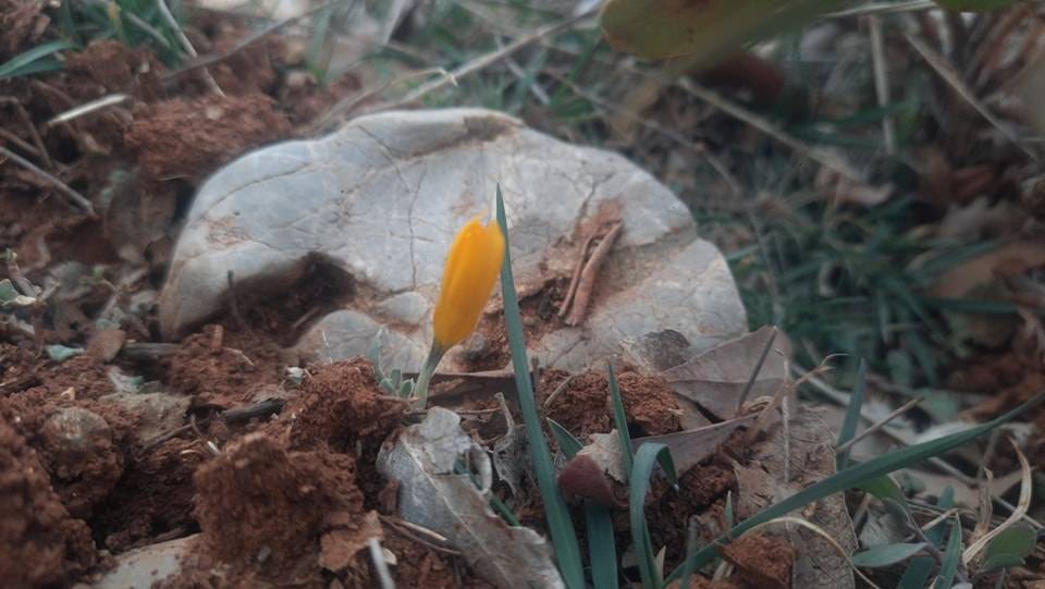 Konya’da erken bahar müjdesi! Çiğdemler çiçek açtı 6